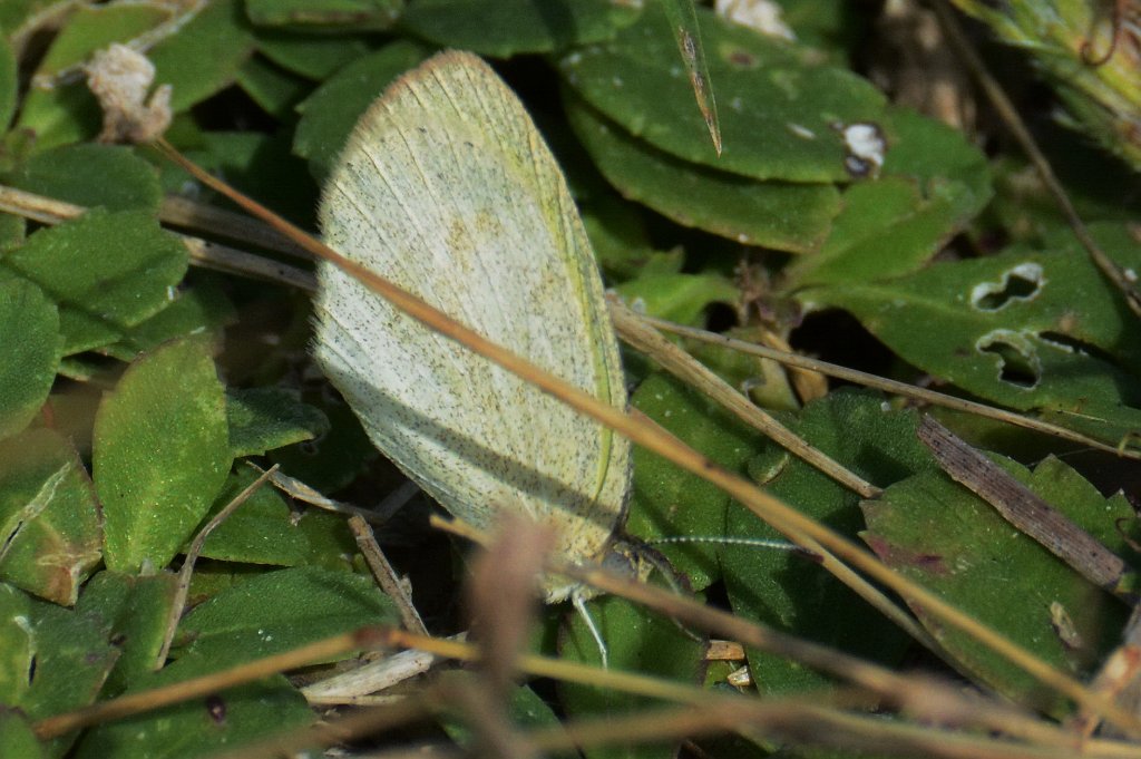 014 2015-01150546b Everglades NP, FL.JPG - Barred Yellow (Barred Sulphur) (Eurema daira). Butterfly.Everglades National Park, FL, 1-15-2015